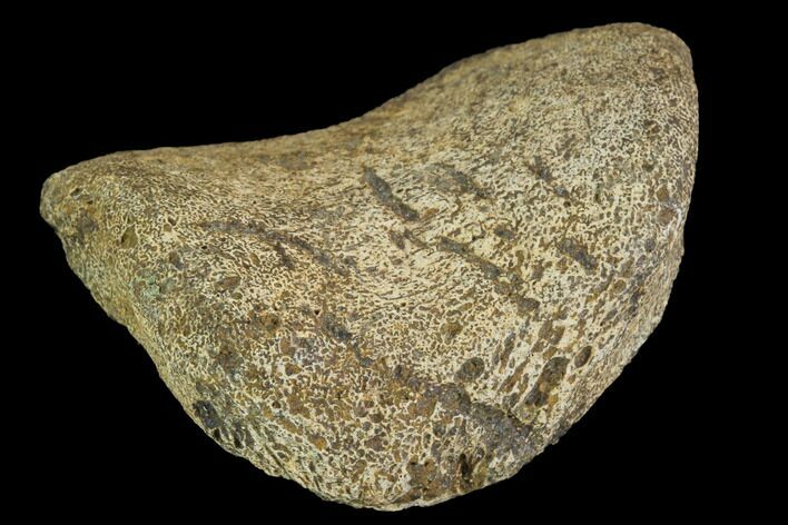 Hadrosaur Finger Bone - Alberta (Disposition #-) #95174
